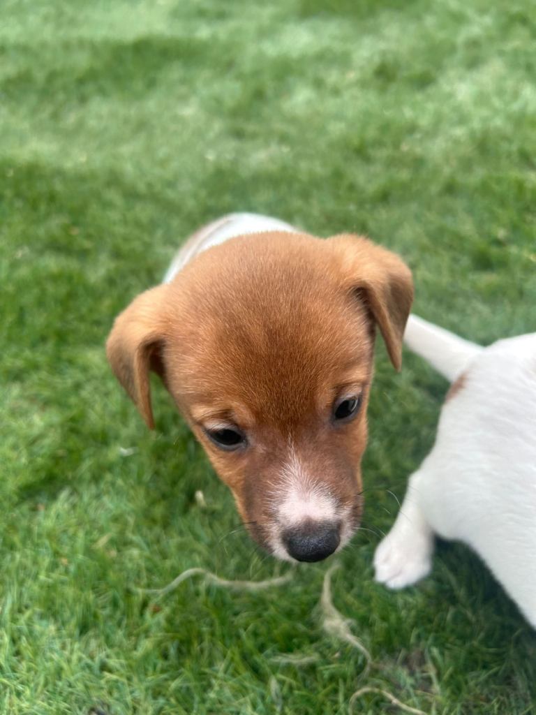 Male jack Russell 