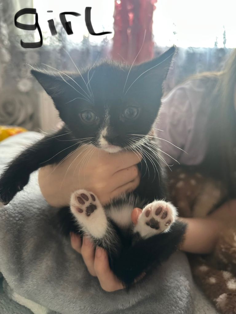 8 week olds girl kitten 3 boys