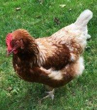 Point of Lay chickens for sale - Leatherhead, Surrey