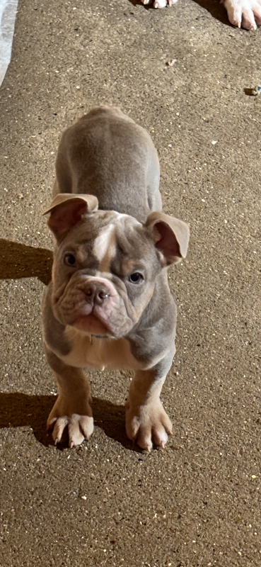 Old English bulldog boy puppy 