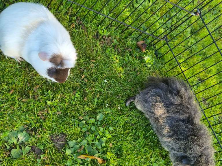 Guinea pigs for sale