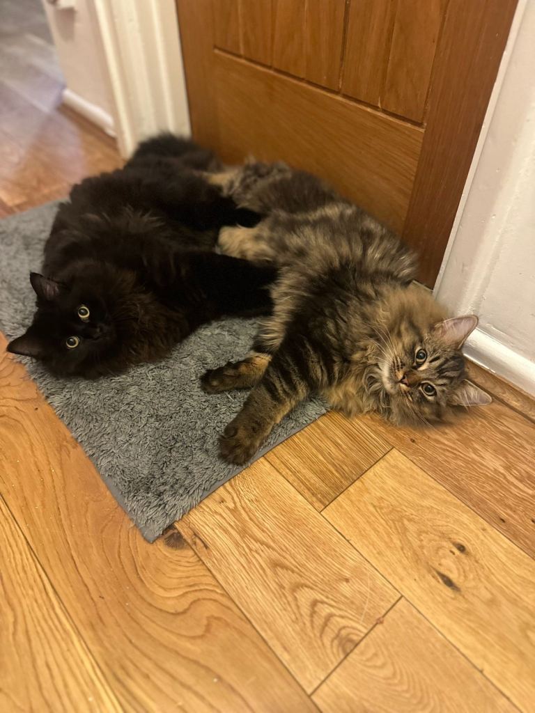 Cats - 7 months old boys £300 each