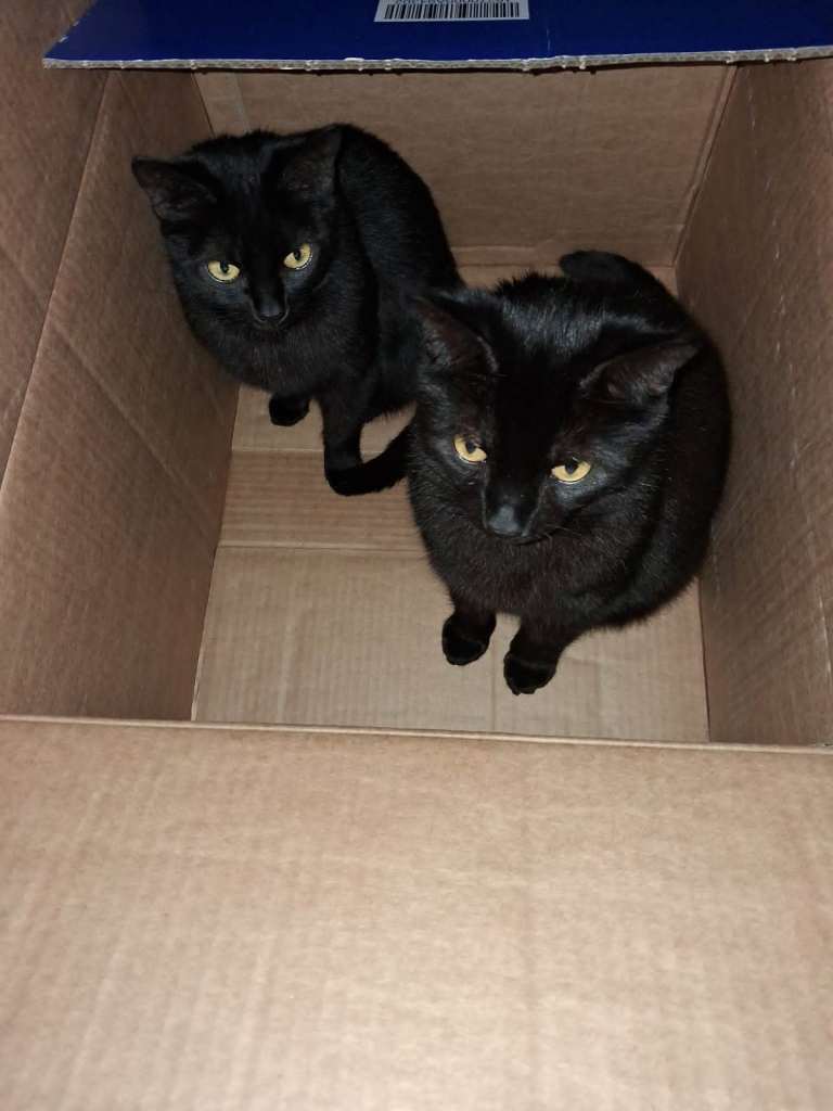Two lovely Bombay black cats who are brother and sister