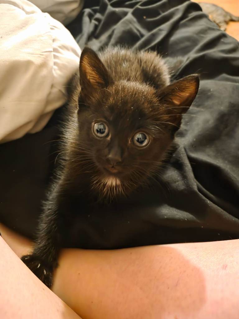 Black kitten