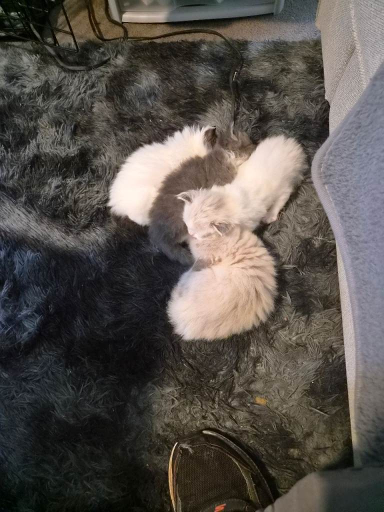 Stunning Cross rag doll kittens coats are so soft and fluffy 
