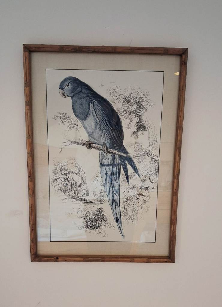 Gorgeous Parrot drawing 