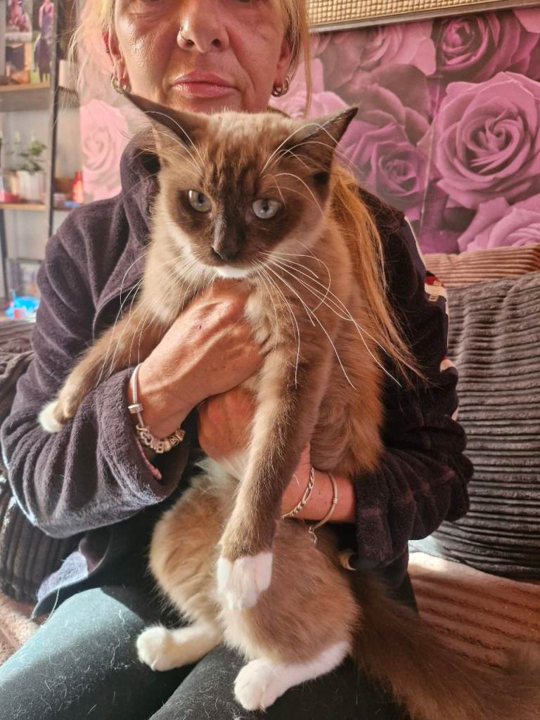 Ragdoll cross kittens READY NOW 