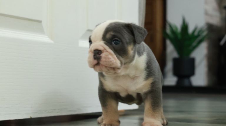 Old tyme bulldog puppies 