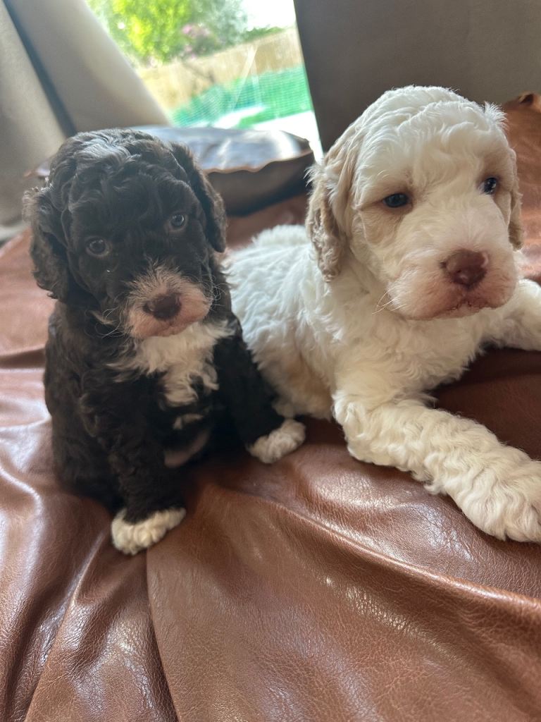 Beautiful double doodle puppies