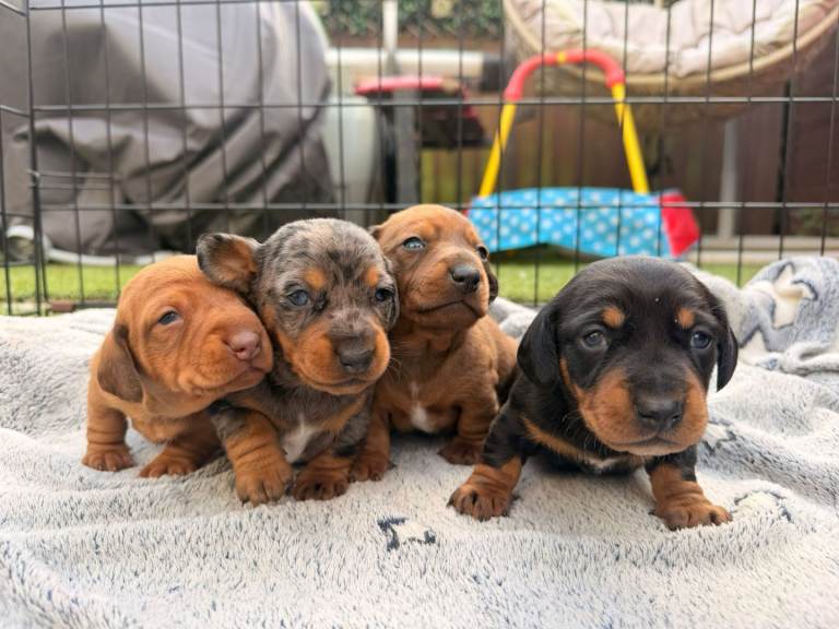 Minature dachshund puppies 