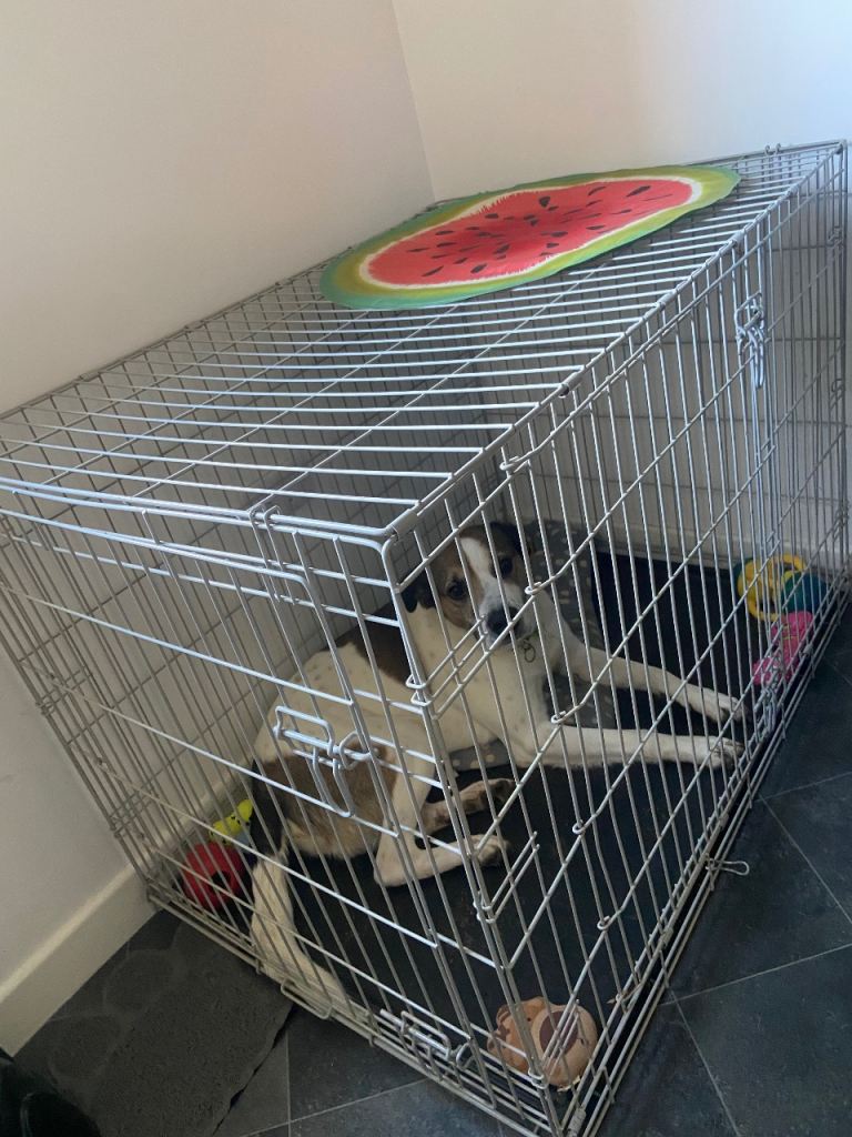 Large dog cage 