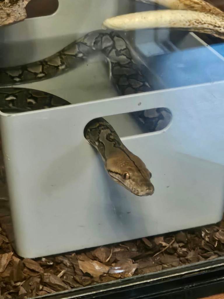 Reticulated python super dwarf male cb 26 march