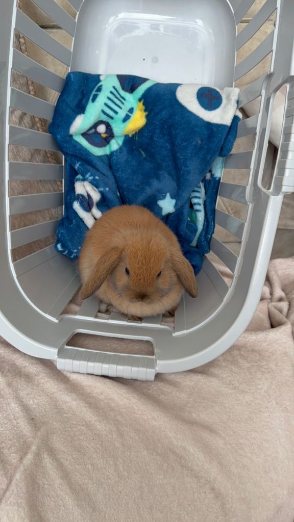 Ginger male rabbit (Ralph)