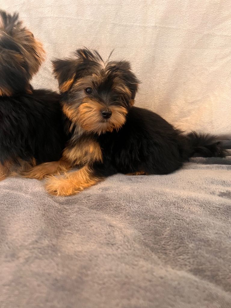 Yorkshire terrier puppies 