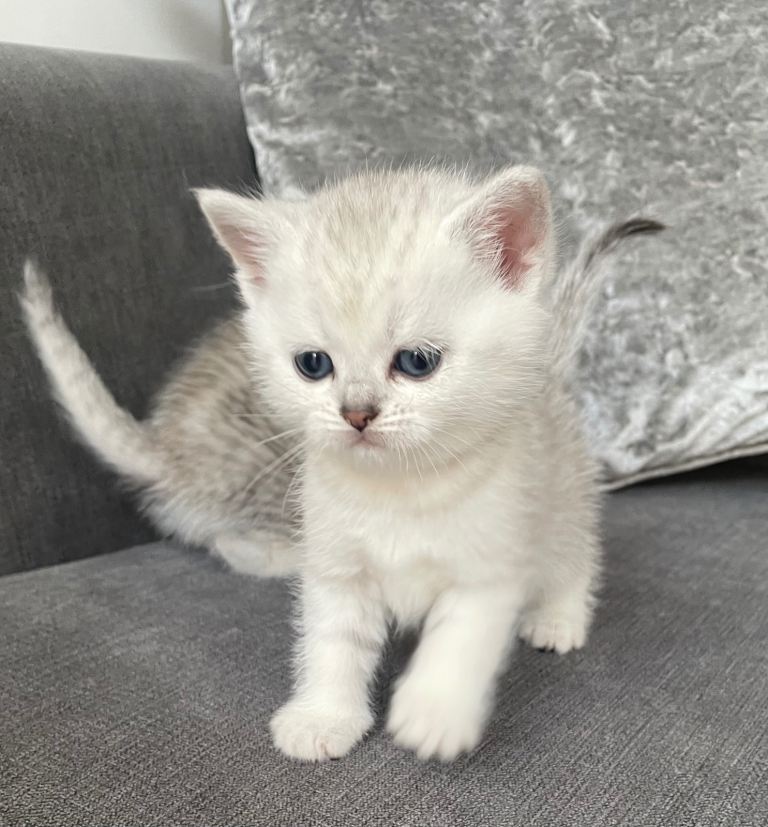 Pedigree British Short Hair Kittens