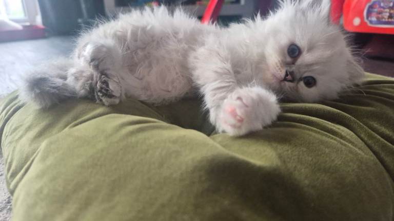 3 Ragdoll kittens
