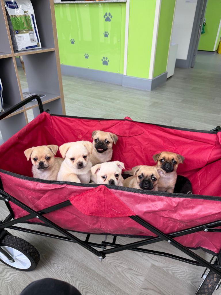 Pug x Pomeranian Puppies!