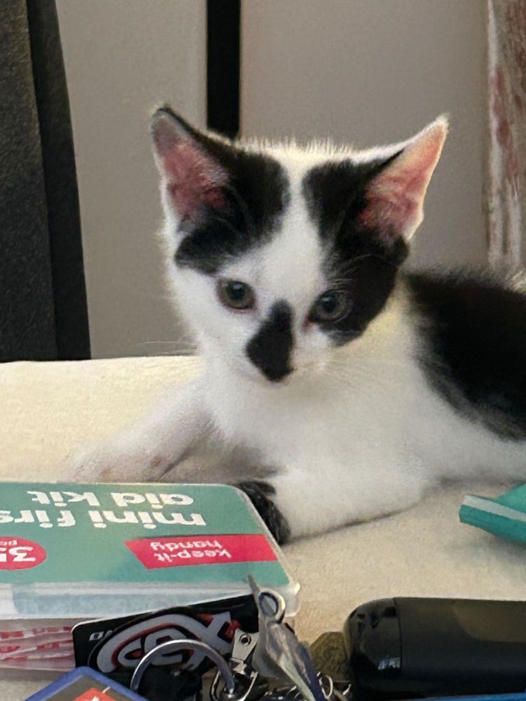 Kittens for sale and rehoming 