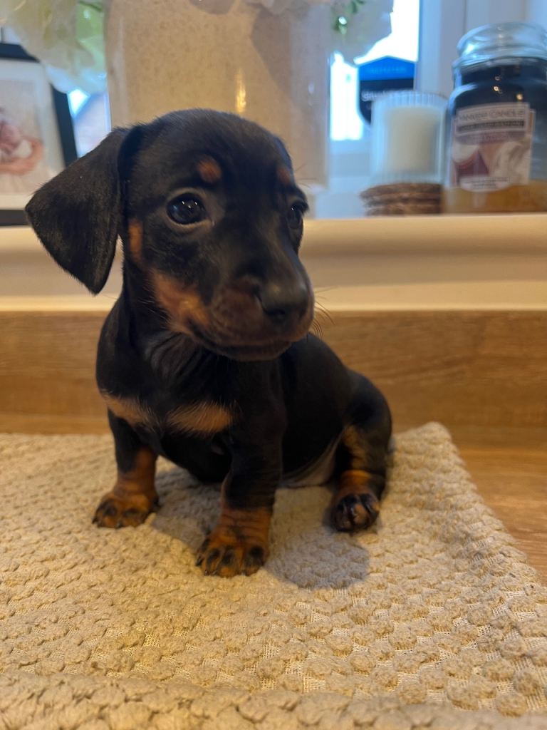 Last girl, ready now - miniature dachshund 