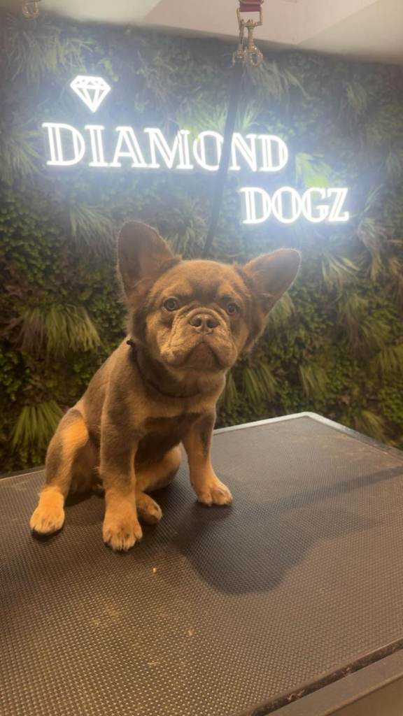 Fluffy french bulldog 