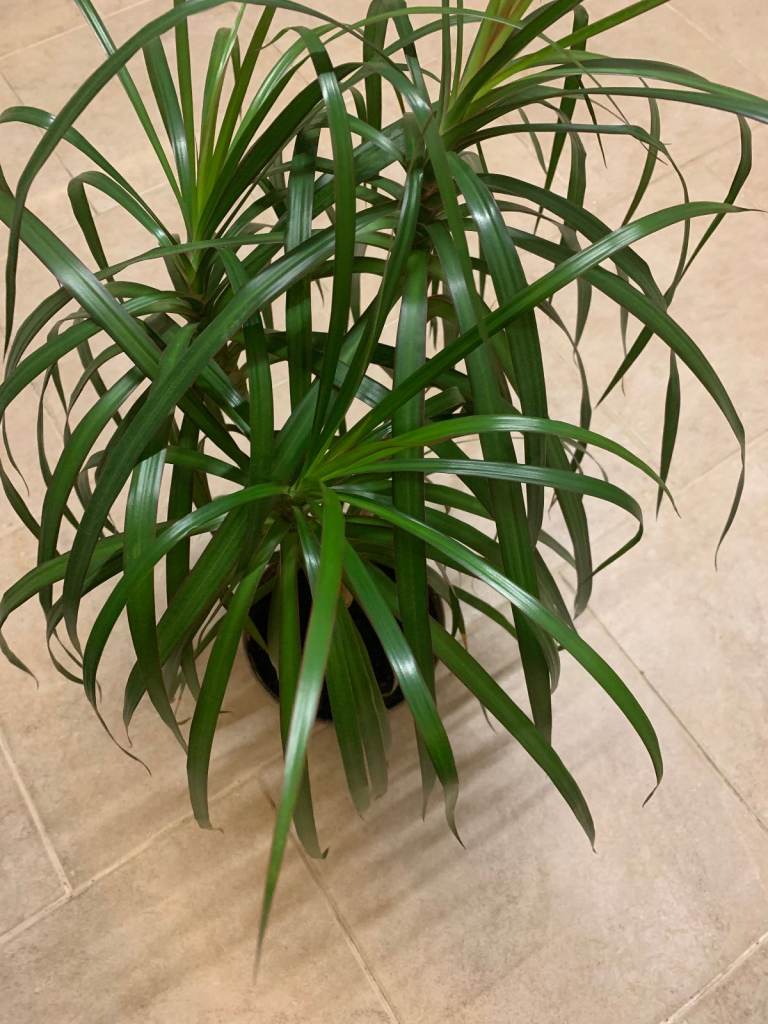 Dracaena multi stem 60 cm