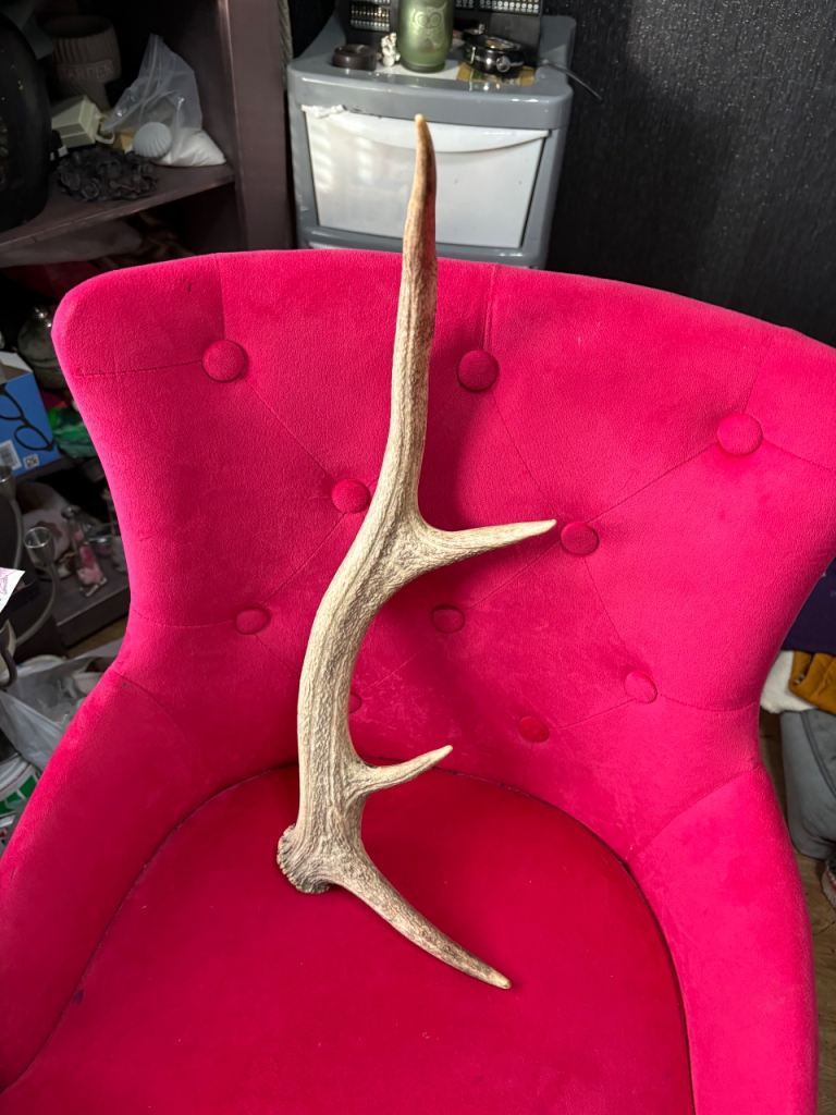 Genuine deer antler shed in excellent condition 