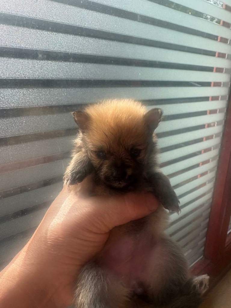 Pomeranian puppies 