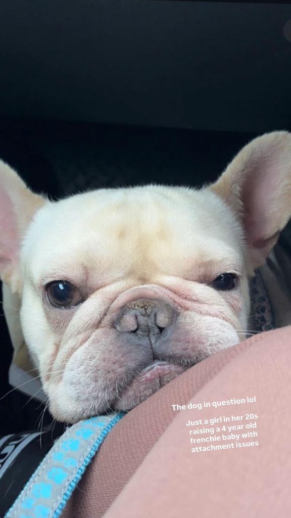 Rehoming French bulldog 