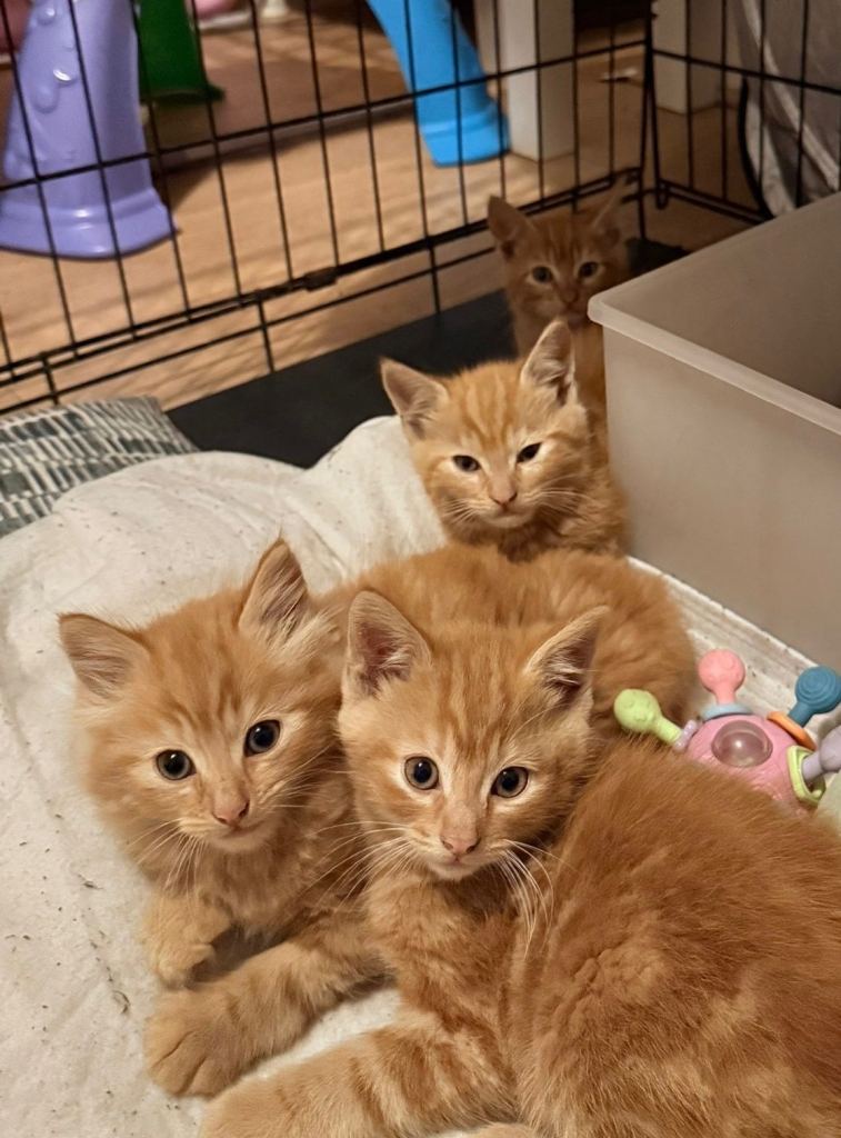 4 Beautiful Ginger kittens