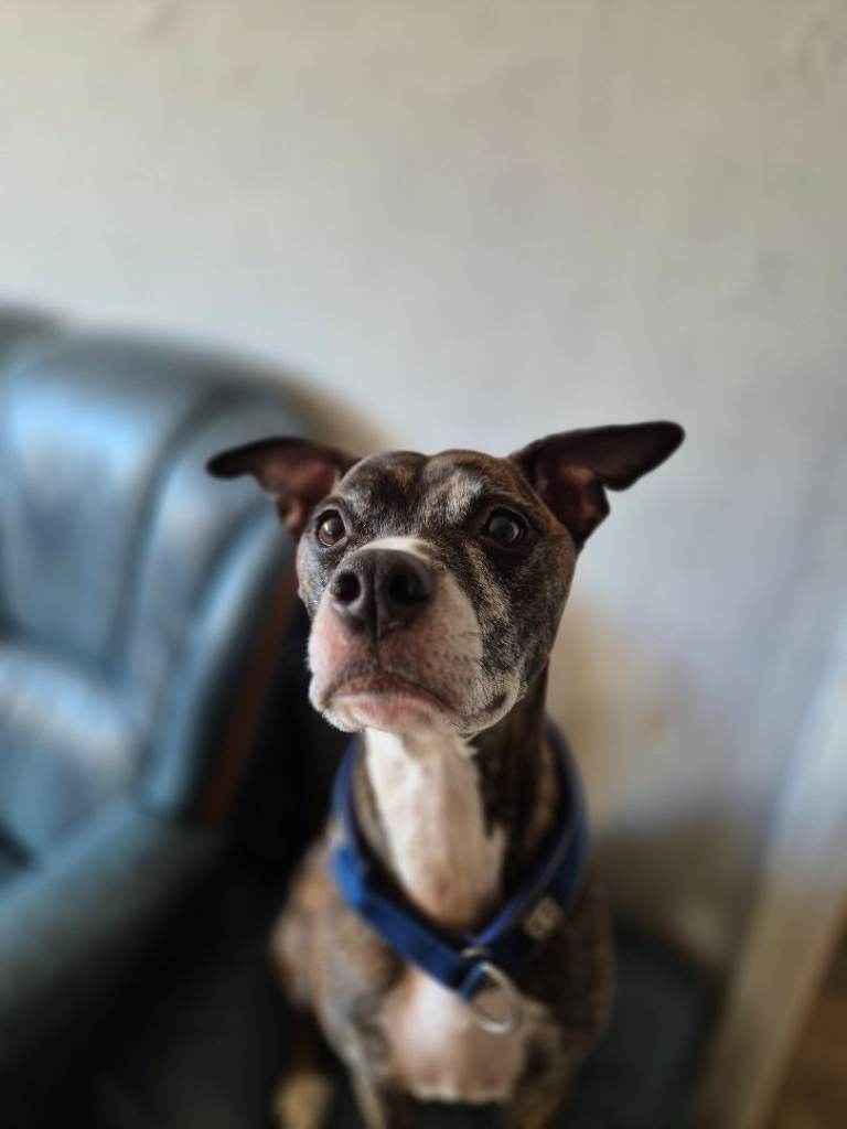 Dog for sale