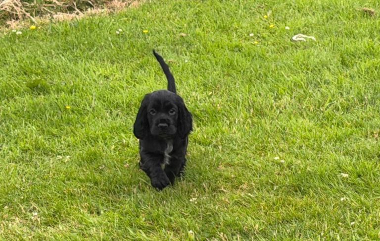 Last 2 KC Registered Cocker Spaniel Puppies