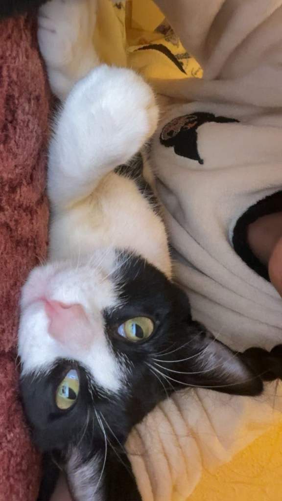 1 year and 3 months male cat 