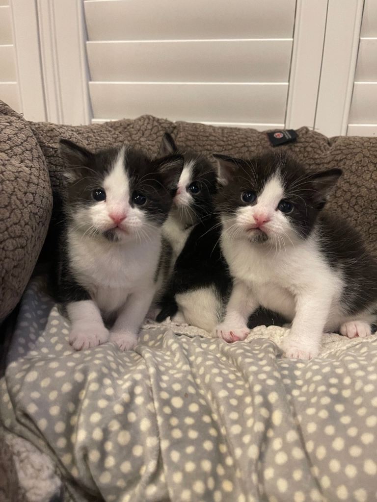 4 beautiful black & white kittens for sale