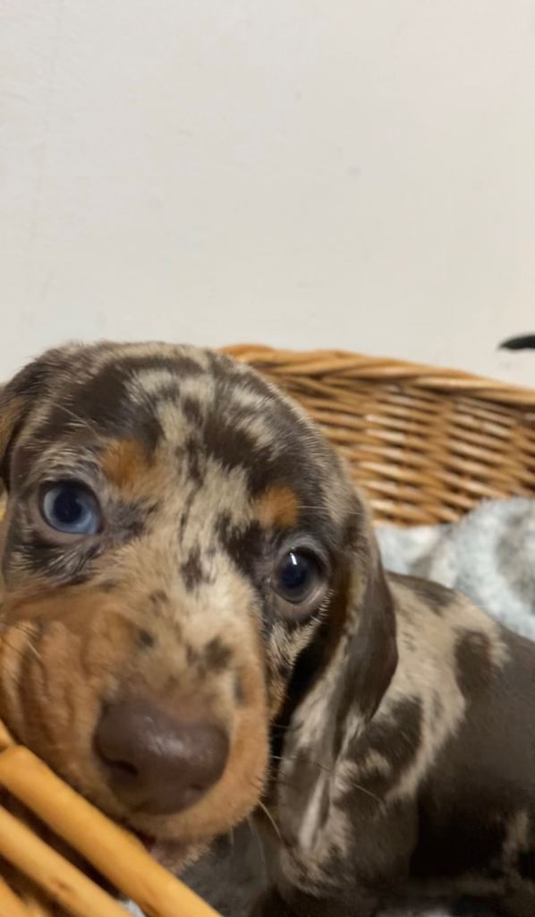 Miniature Dachshund Puppies 