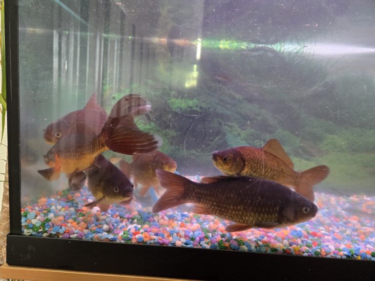 6 large pond goldfish (around 15 cm) – £30 job lot