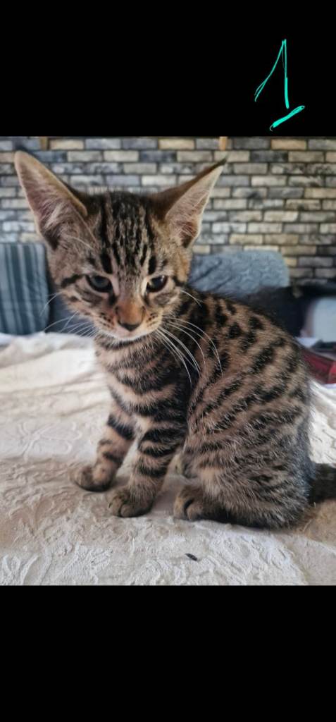 Kittens 😸  Maine Coon mix with silver bangle