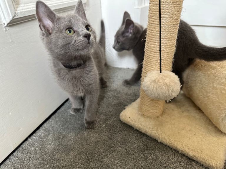 Russian Blue Kittens 