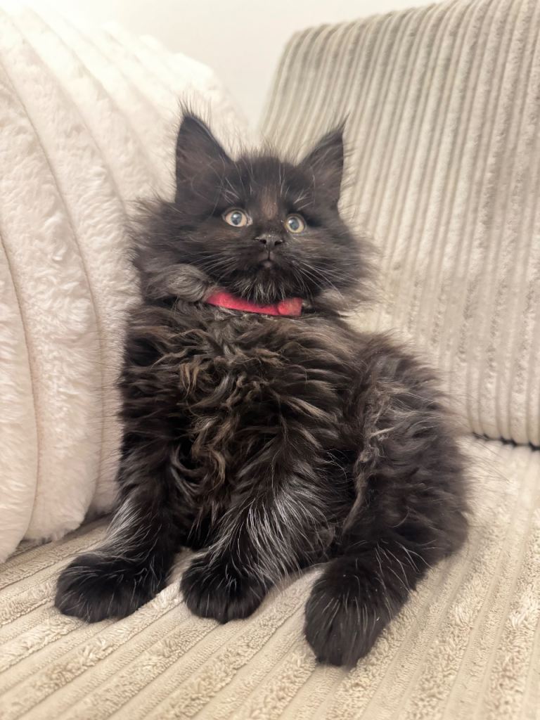 Maine coon kittens  2 left 