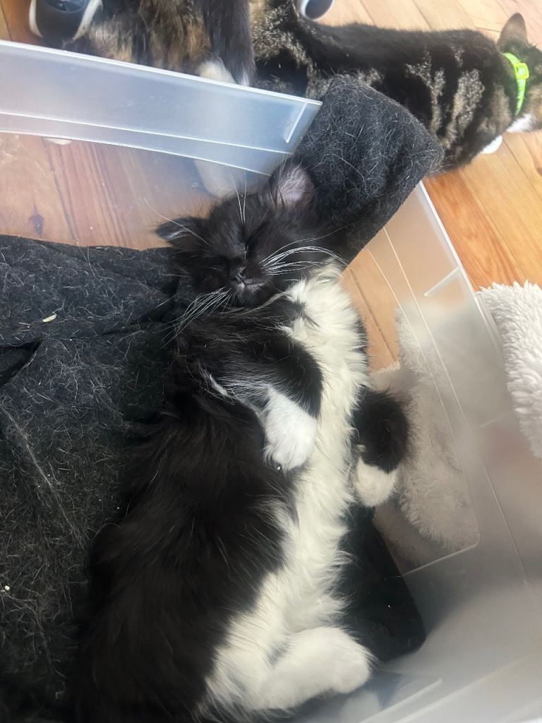 Fluffy Tuxedo kitten, ready to go