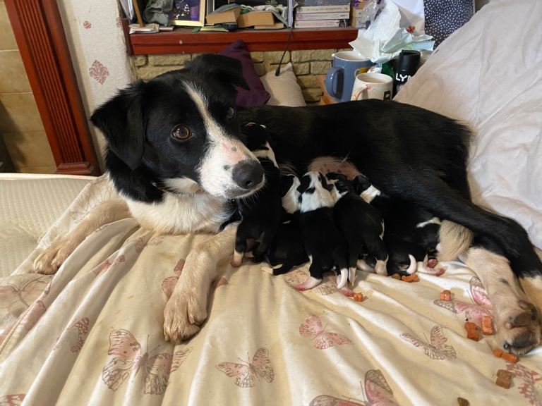 Beautiful Border Jack Puppies (border collie x jack Russel ) for Sale 🐶