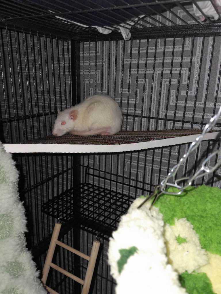 Two boy rats