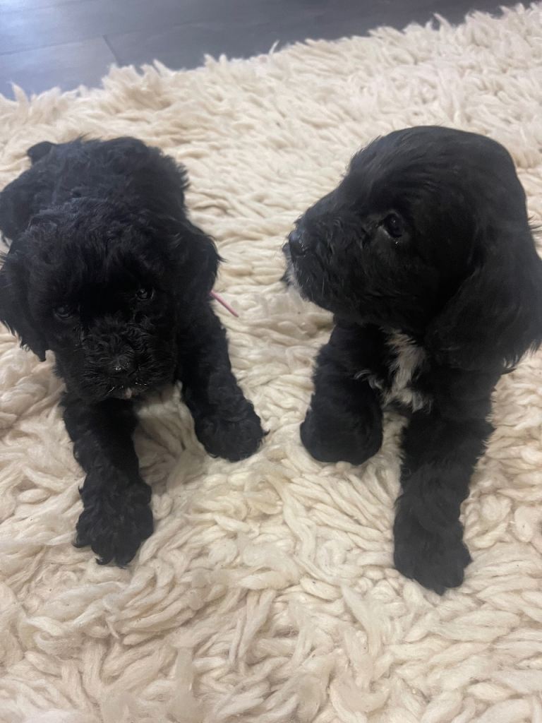 Cockapoo health clear KC parents ✅BLACKS ONLY ✅