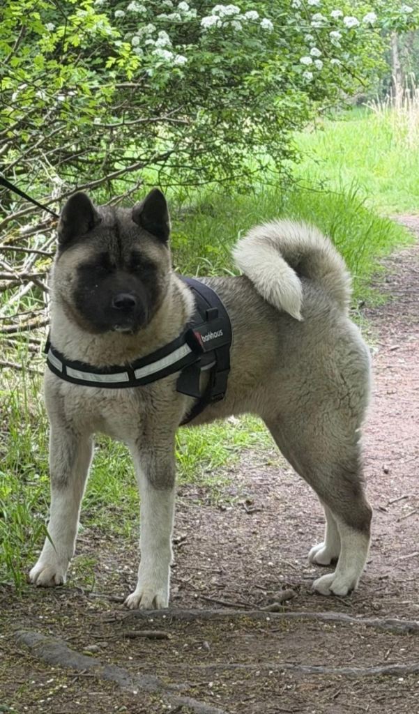 KC American Akita 