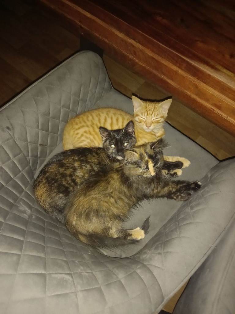 Kittens