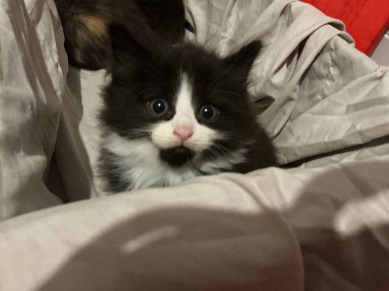 Black and White Kittens 