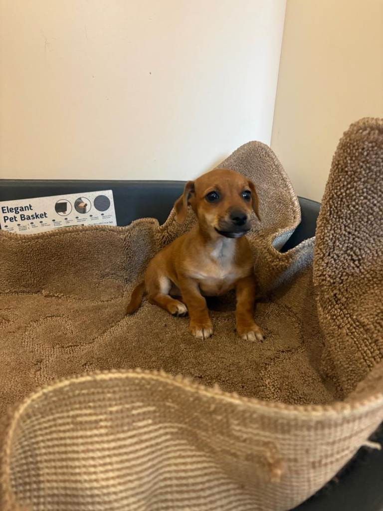 Miniature jack russel pup
