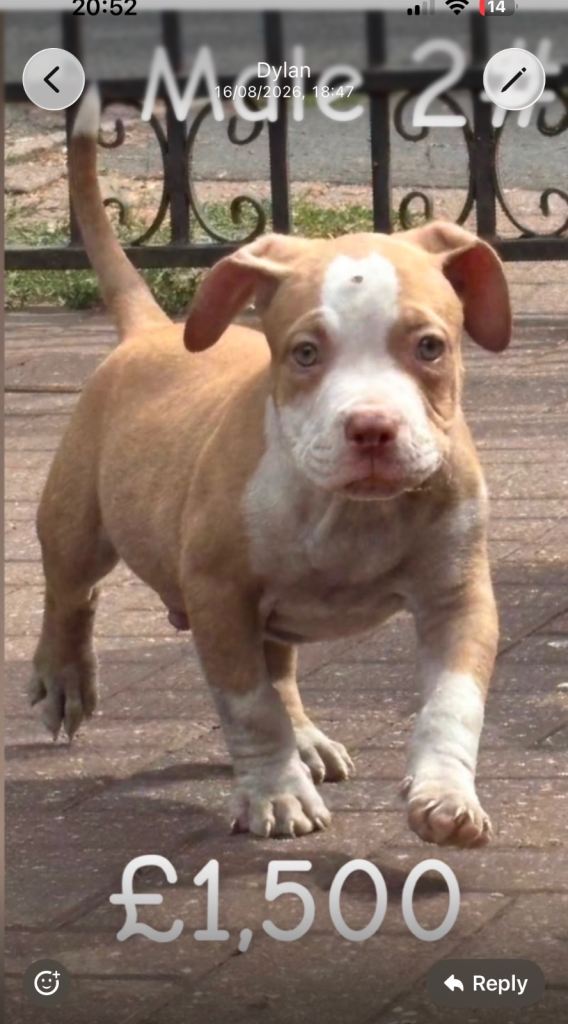 American pocket bully puppies 🇺🇸  ABKC REG 
