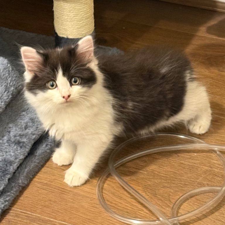 Mixed breed kittens 