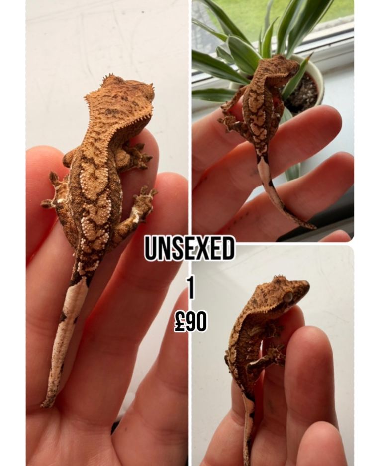 crested geckos