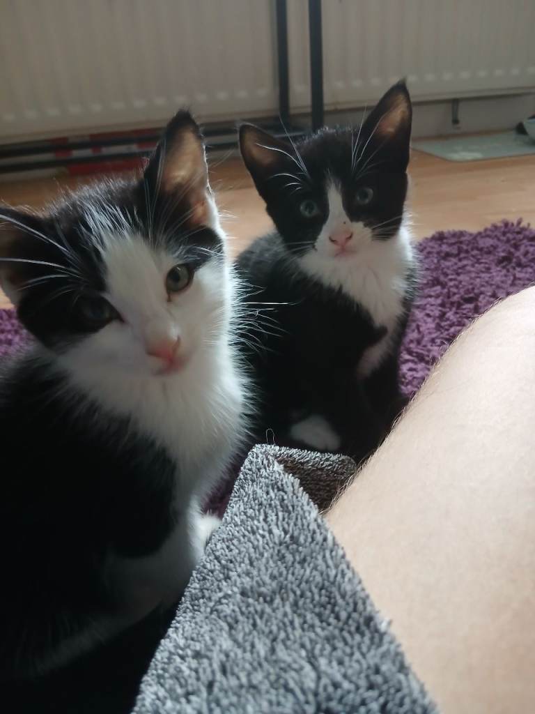 Adorable kittens for sale